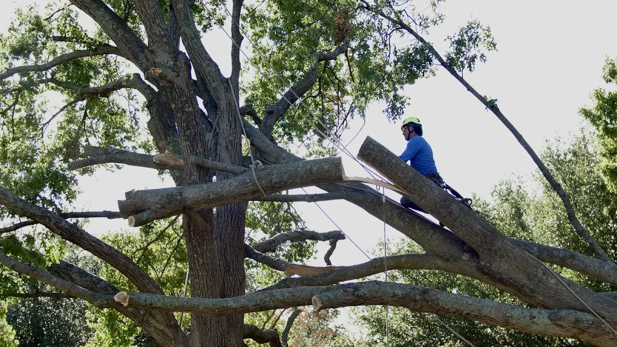 Professional Hazardous Tree Removal performed by certified arborists in Fairfax