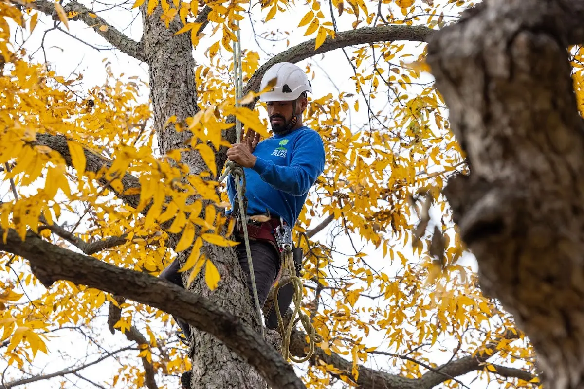 Skilled Storm Damage Cleanup crew working in Fairfax